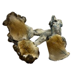 Hillybilly Cubensis – Magic Mushrooms